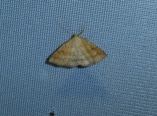 Polypogon gryphalis - láperdei karcsúbagoly