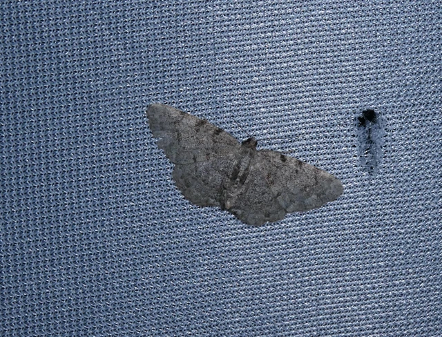 Aethalura punctulata - szürke égeraraszoló