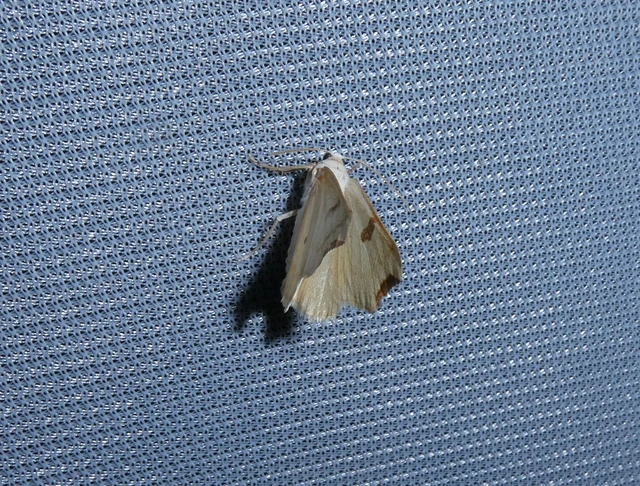 Eilicrinia cordiaria - fehér fűzfaaraszoló