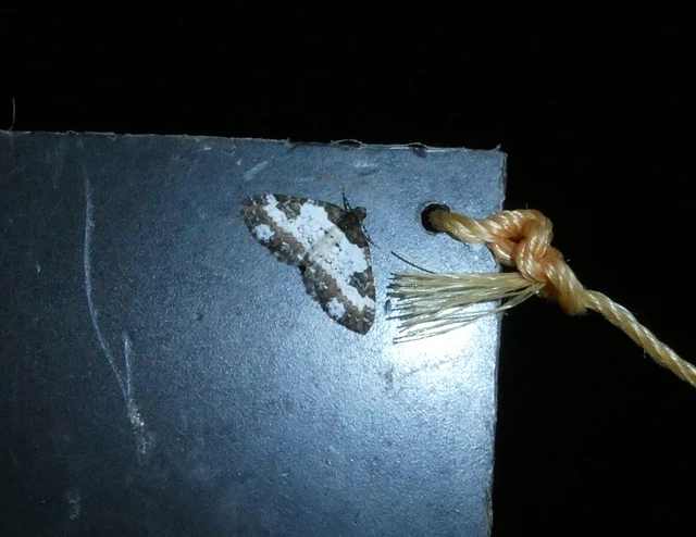 Melanthia procellata - hullámos tarkaaraszoló
