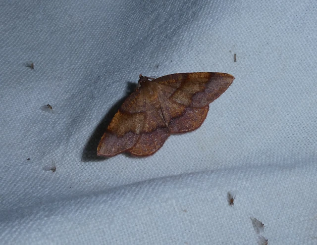 Plagodis pulveraria - szemcsés araszoló