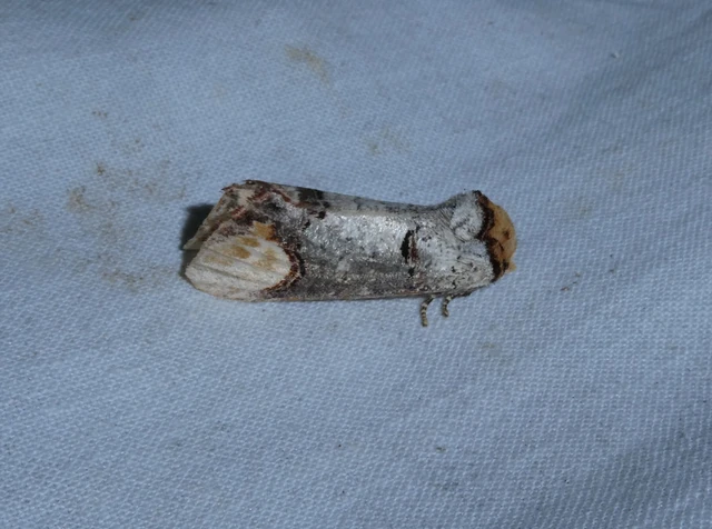 Phalera bucephala - sárgafoltos púposszövő