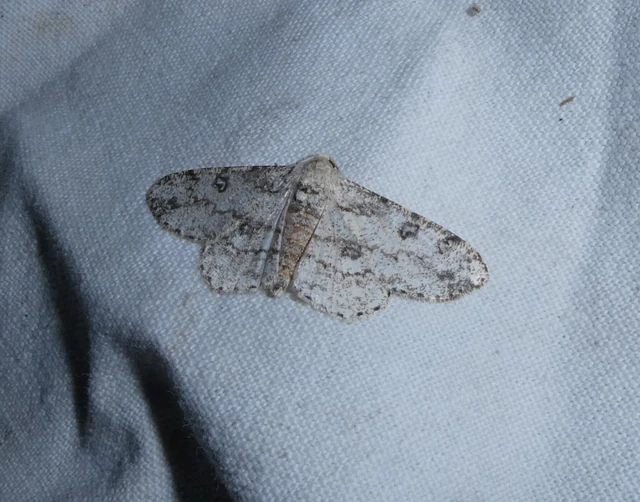 Ascotis selenaria - holdas faaraszoló