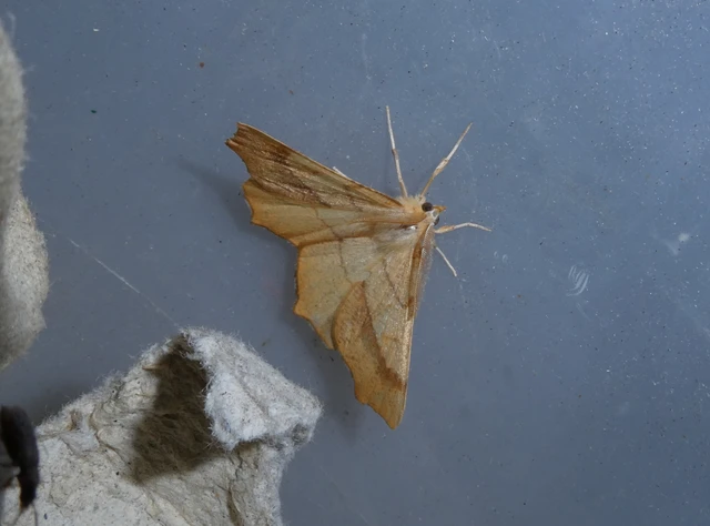 Ennomos quercinaria - tölgyfa-levélaraszoló