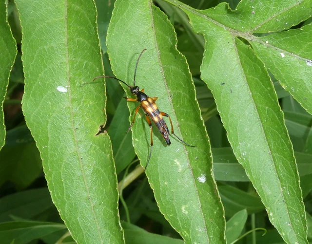 Strangalia attenuata - nyurgacincér