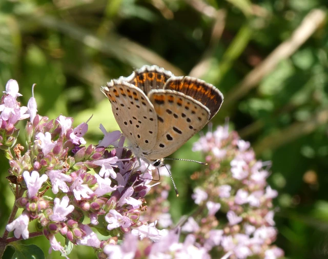 Lycaena tityrus - barna tűzlepke