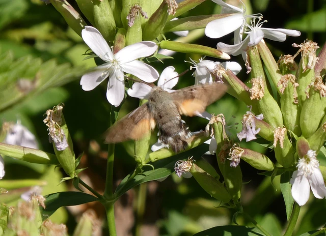 Macroglossum stellatarum - kacsafarkú szender