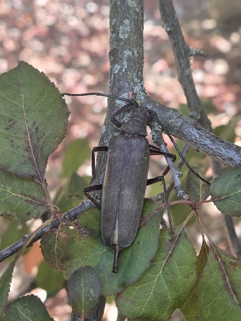 Aegosoma scabricorne - diófacincér