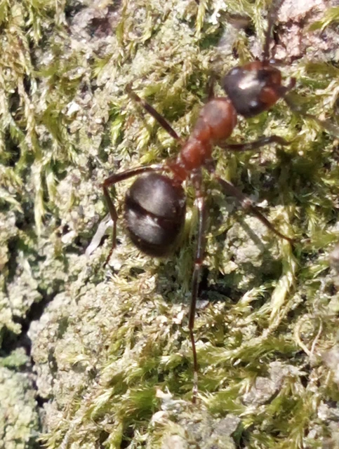 Formica
