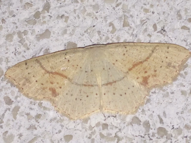Cyclophora punctaria - sávos pettyesaraszoló