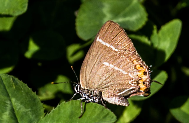 Satyrium w-album - szilfa-csücsköslepke