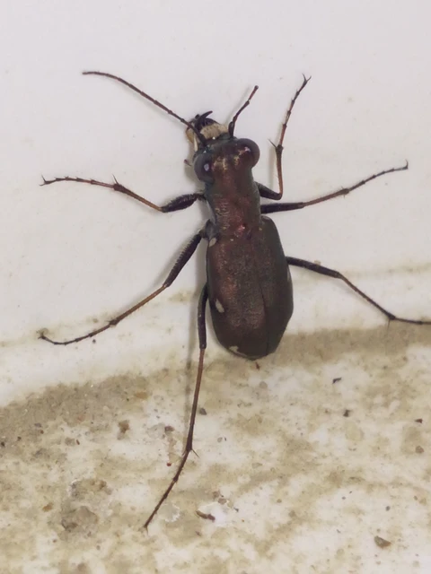 Cylindera germanica - parlagi homokfutrinka