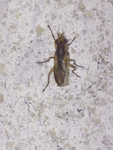 Diptera - Kétszárnyúak