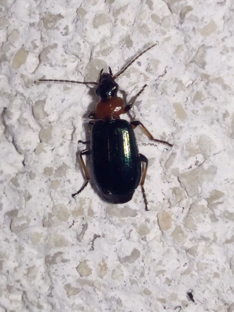 Lebia cyanocephala - pompás cserjefutó