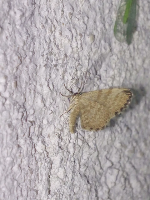 Euchoeca nebulata - barnás égeraraszoló