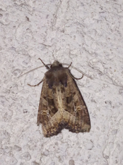 Helotropha leucostigma - mocsári nőszirombagoly