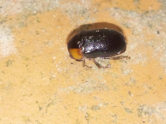 Smaragdina aurita - feketehátú zsáklevelész