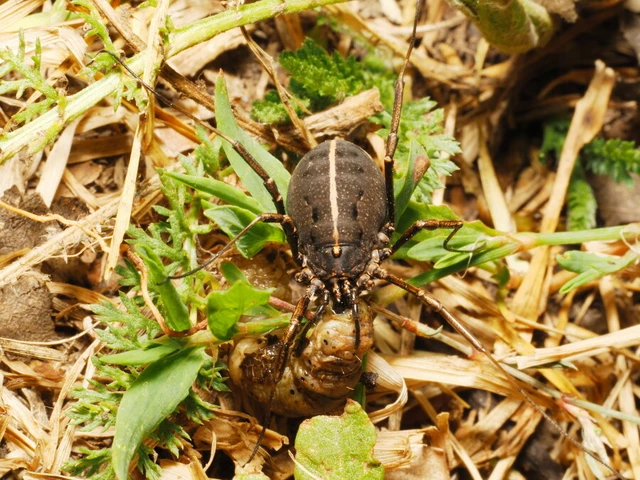 Araneae - Pókok