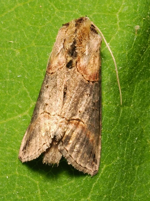 Abrostola triplasia - közönséges csalánbagoly