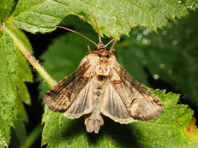 Abrostola triplasia - közönséges csalánbagoly