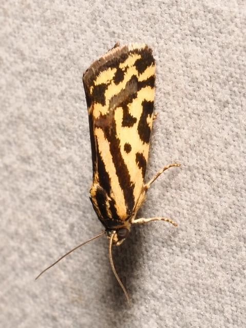 Emmelia trabealis - zebrabagoly