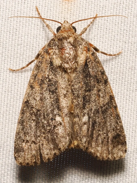 Acronicta rumicis - sóska-szigonyosbagoly Acronicta rumicis - sóska-szigonyosbagoly