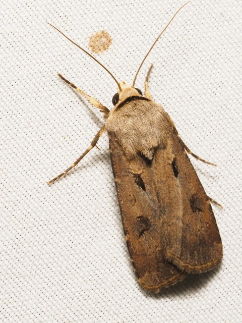 Agrotis exclamationis - felkiáltójeles földibagoly