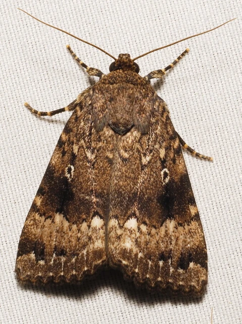 Amphipyra pyramidea - fahéjszínű bagoly