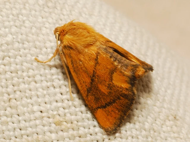 Microlepidoptera - Molylepkék Microlepidoptera - Molylepkék