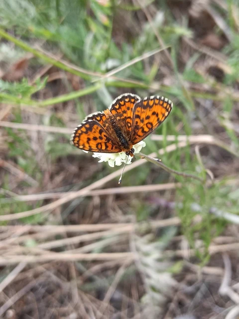 Melitaea trivia - kis tarkalepke