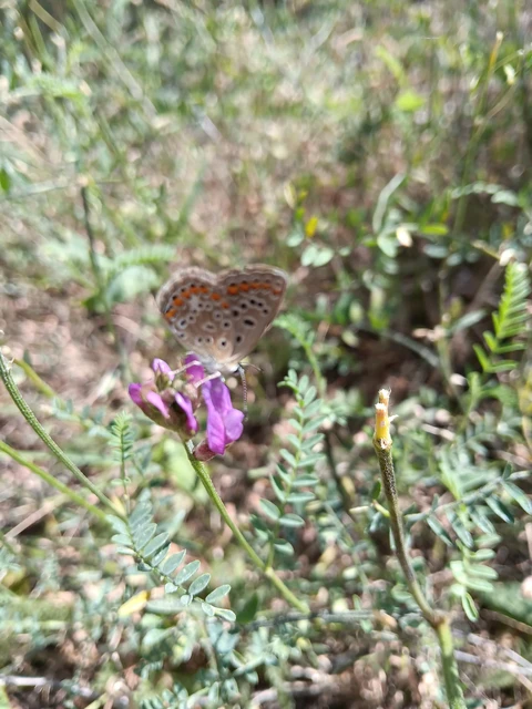 Polyommatus icarus - közönséges boglárka