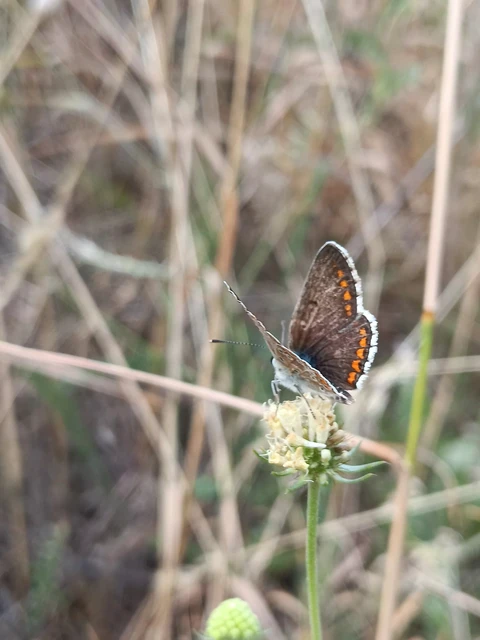 Aricia agestis - szerecsenboglárka