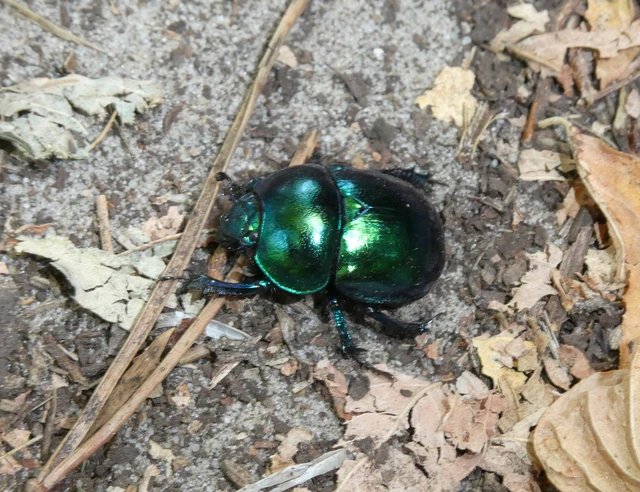 Trypocopris vernalis - tavaszi álganéjtúró