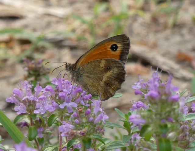 Pyronia tithonus - kis ökörszemlepke