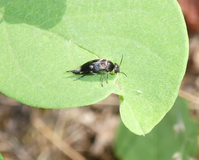 Mordellidae - marókafélék