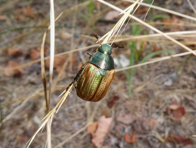 Anomala