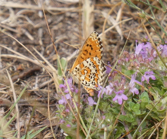 Melitaea trivia - kis tarkalepke