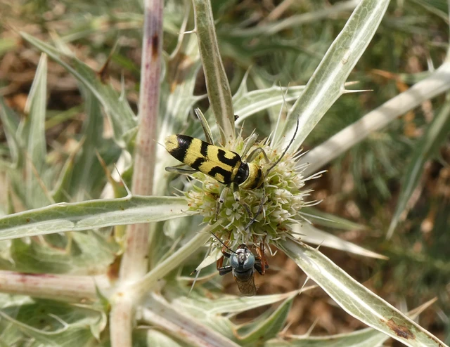 Chlorophorus varius - díszes darázscincér Chlorophorus varius - díszes darázscincér
