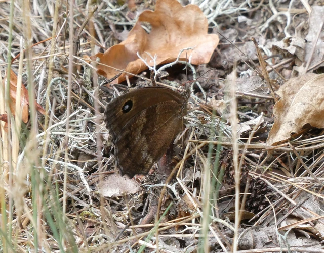Minois dryas - fekete szemeslepke