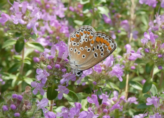 Aricia agestis - szerecsenboglárka