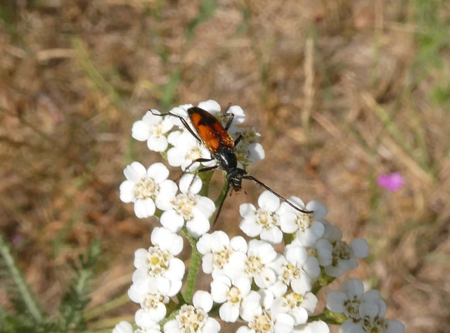 Stenurella bifasciata - kétöves karcsúcincér
