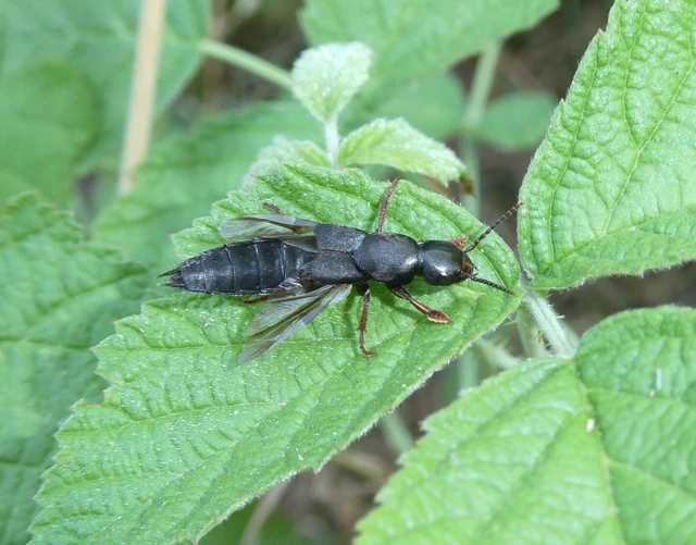 Staphylinidae - holyvafélék