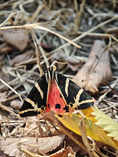 Euplagia quadripunctaria - csíkos medvelepke