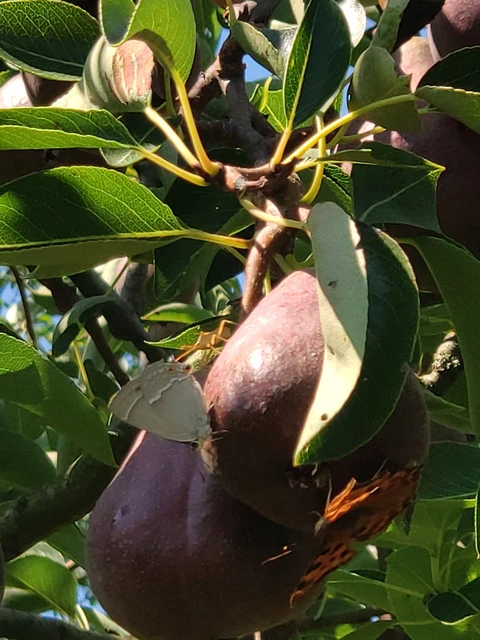 Neozephyrus quercus - tölgyfalepke