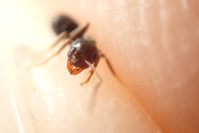 Lasius niger - közönséges feketehangya