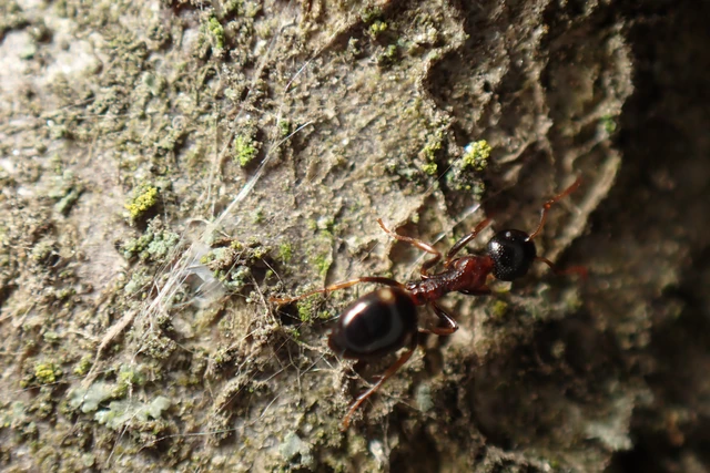 Dolichoderus quadripunctatus - négypettyes erdeihangya