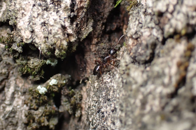 Camponotus fallax - ligeti lóhangya