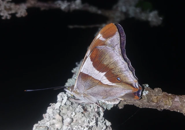 Apatura iris - nagy színjátszólepke