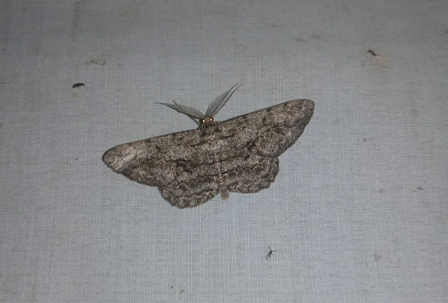 Hypomecis roboraria - nagy tölgyfaaraszoló