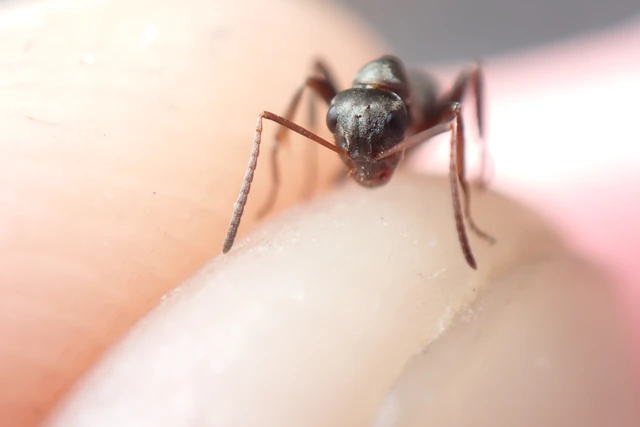 Formica cunicularia - gyakori rabszolgahangya